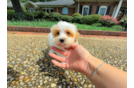 Cute Maltipoo Poodle Mix Pup