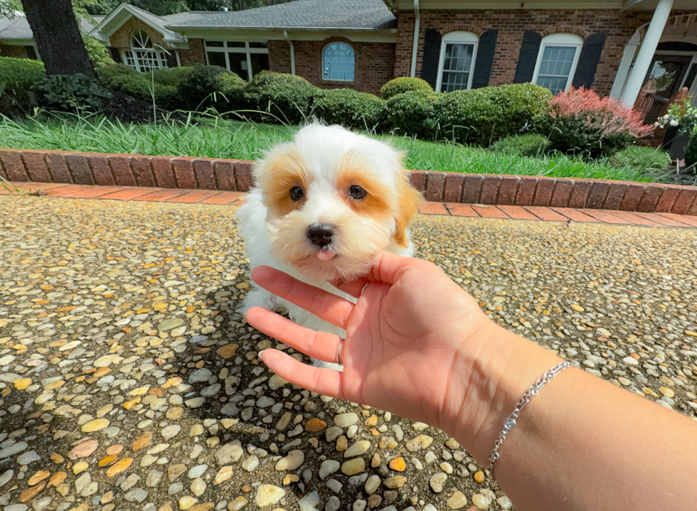 Cute Maltipoo Poodle Mix Pup