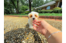 Cute Maltipoo Poodle Mix Pup