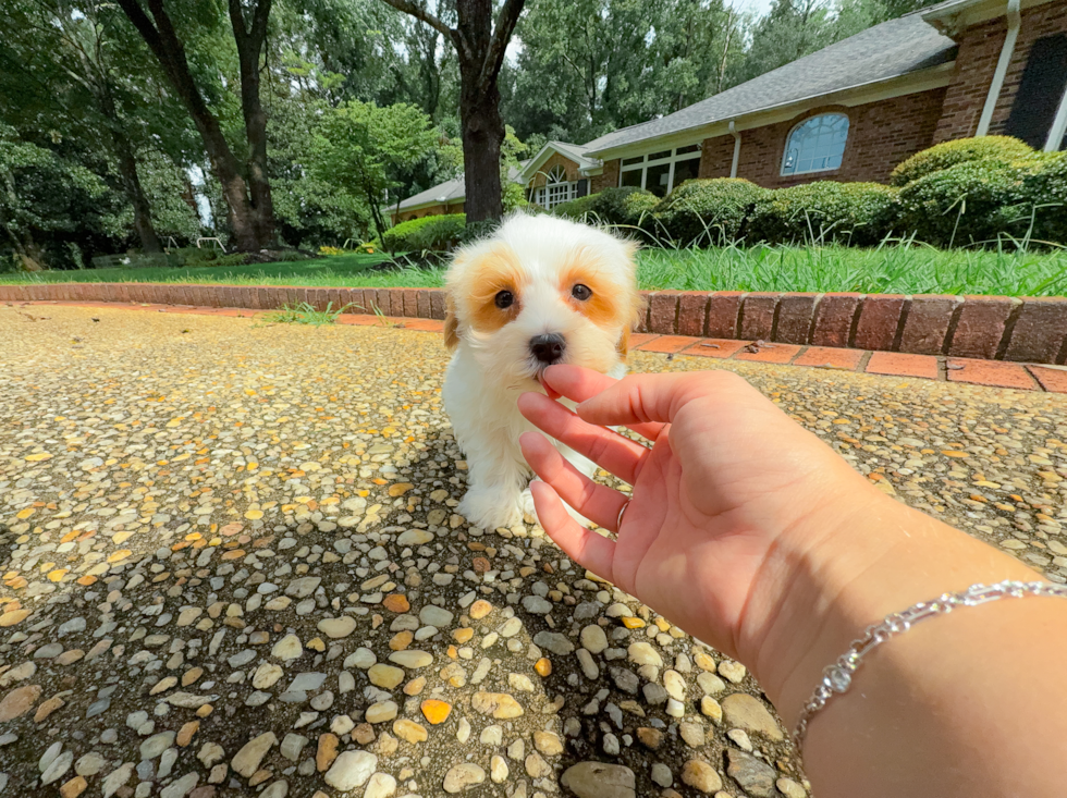 Cute Maltipoo Poodle Mix Pup