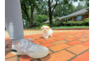 Maltipoo Pup Being Cute