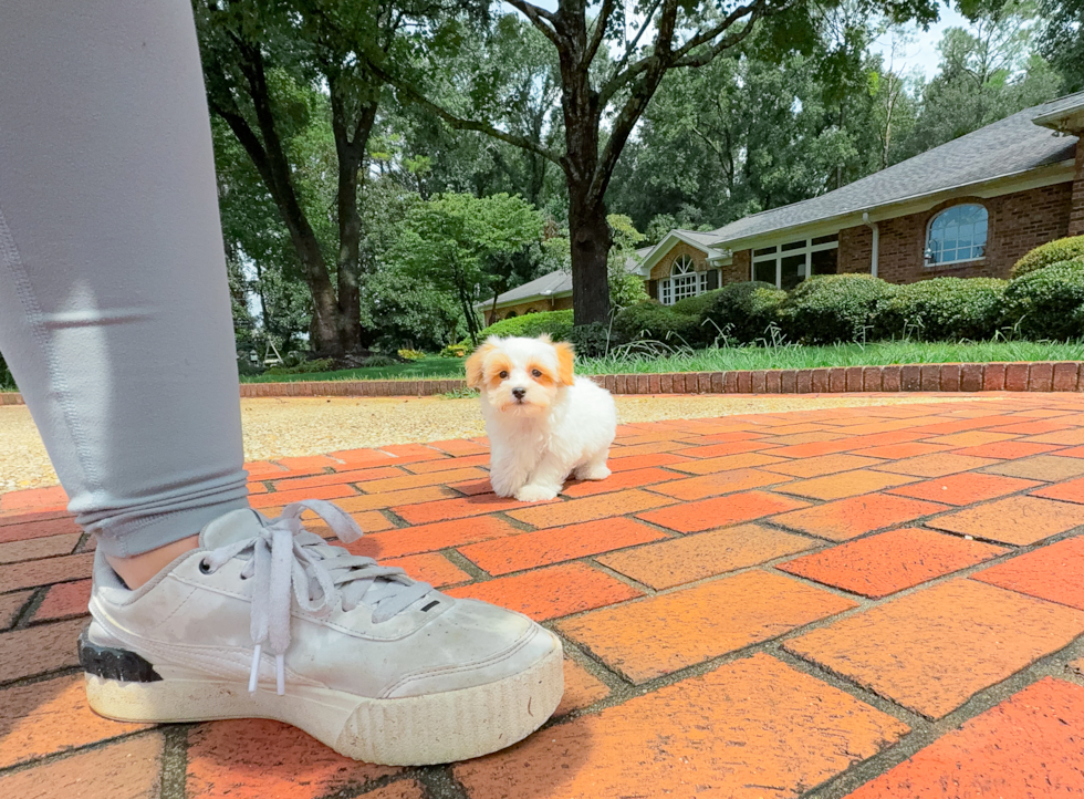 Maltipoo Pup Being Cute