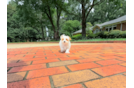 Cute Maltipoo Poodle Mix Pup