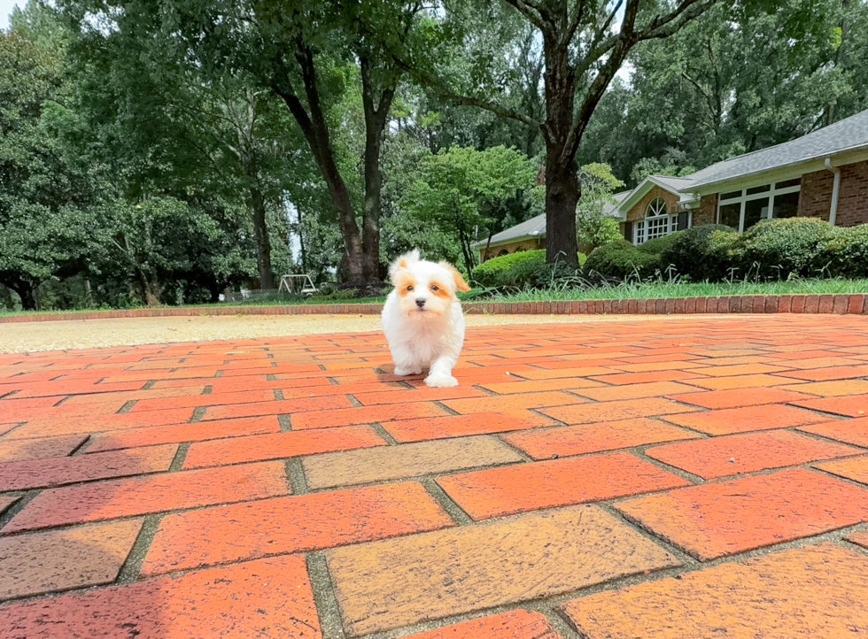 Cute Maltipoo Poodle Mix Pup