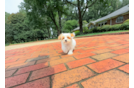 Cute Maltipoo Poodle Mix Pup