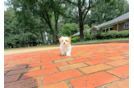 Maltipoo Puppy for Adoption