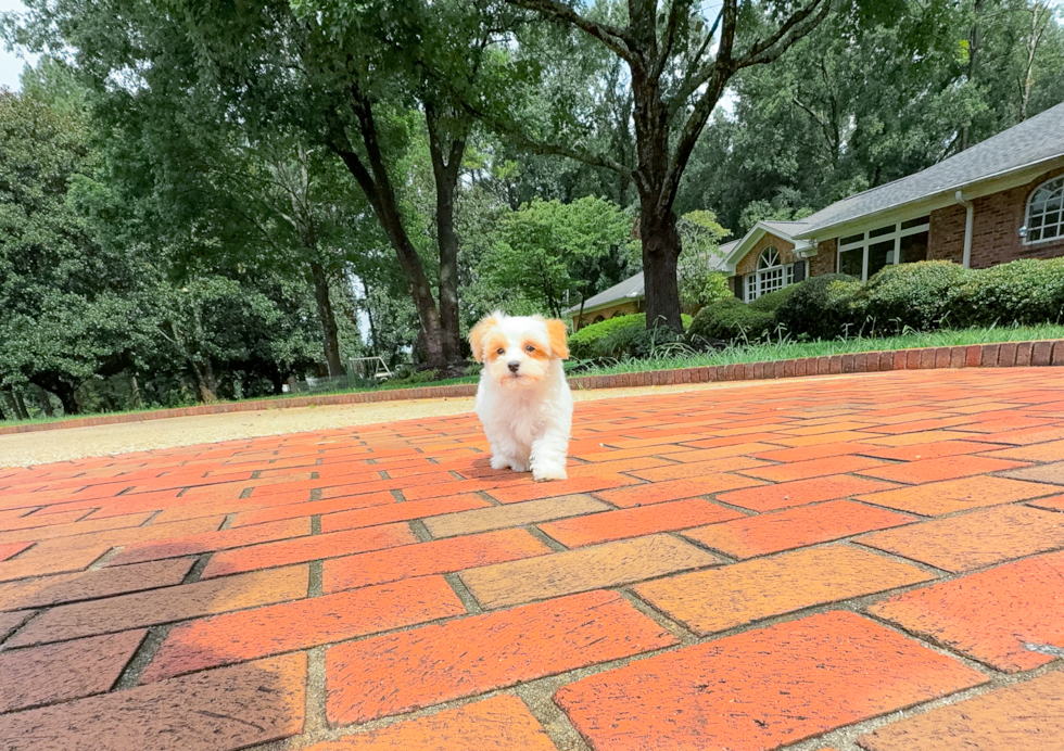 Maltipoo Puppy for Adoption