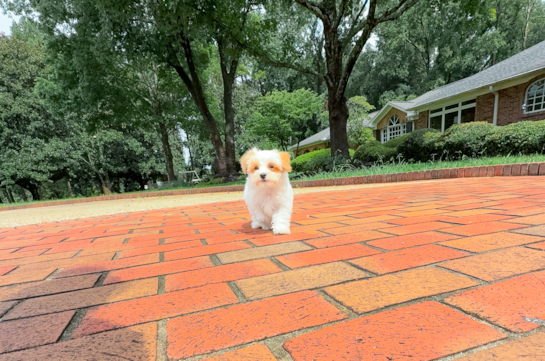 Maltipoo Puppy for Adoption