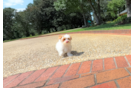 Best Maltipoo Baby