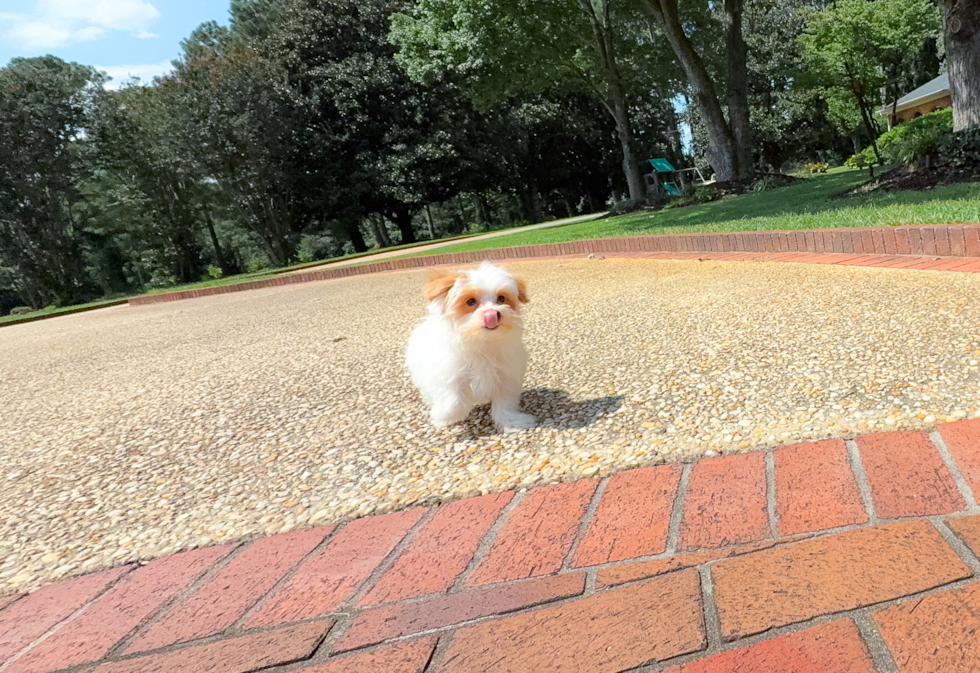 Best Maltipoo Baby