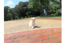 Cute Malt a Poo Poodle Mix Puppy