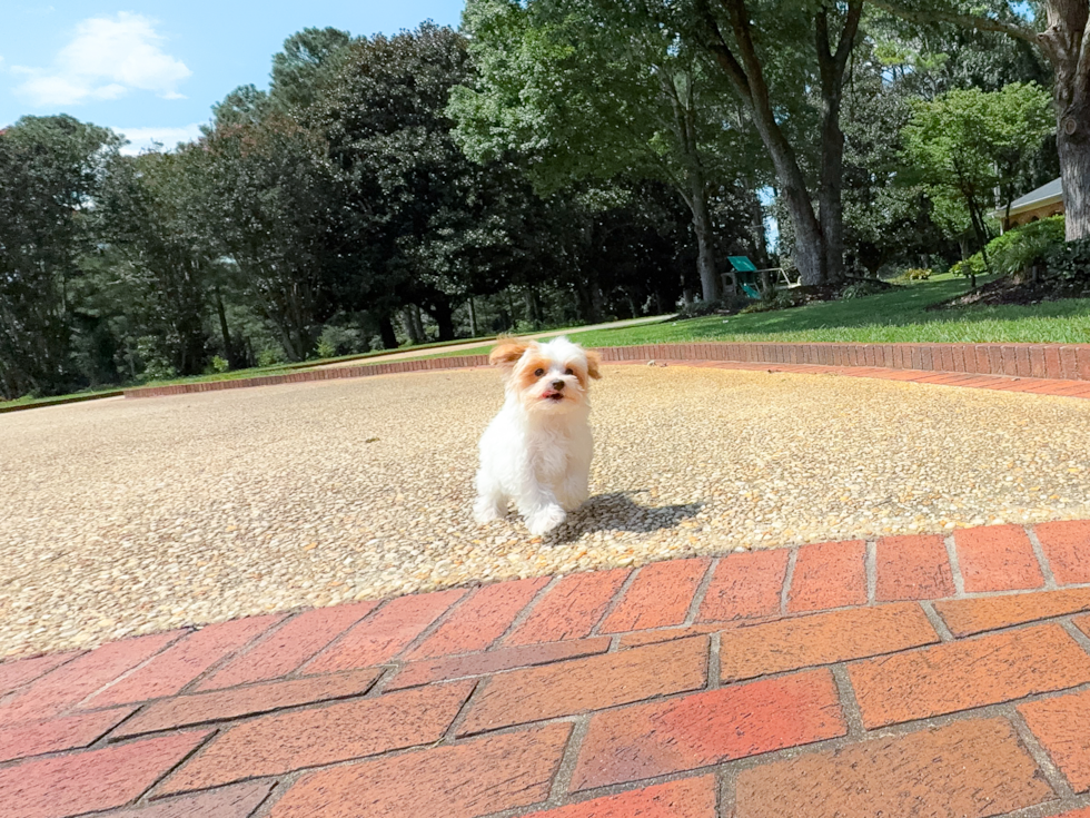 Cute Malt a Poo Poodle Mix Puppy