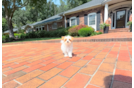 Cute Malt a Poo Poodle Mix Puppy