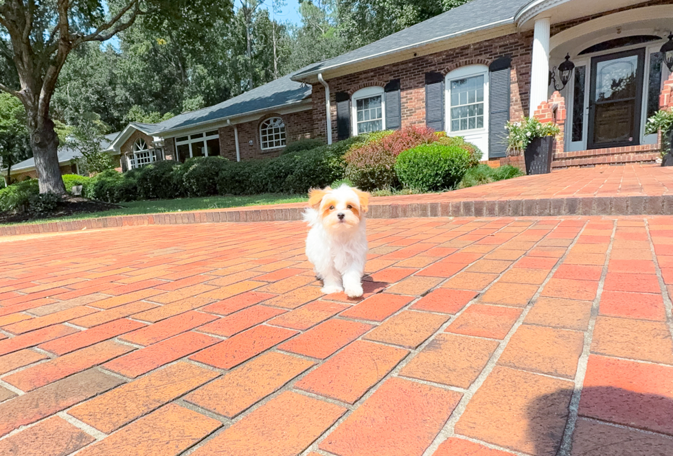 Cute Malt a Poo Poodle Mix Puppy