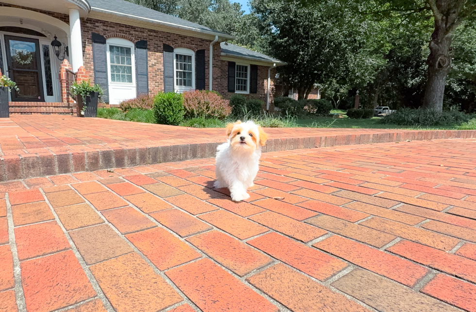 Maltipoo Pup Being Cute