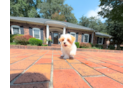 Cute Malt a Poo Poodle Mix Puppy