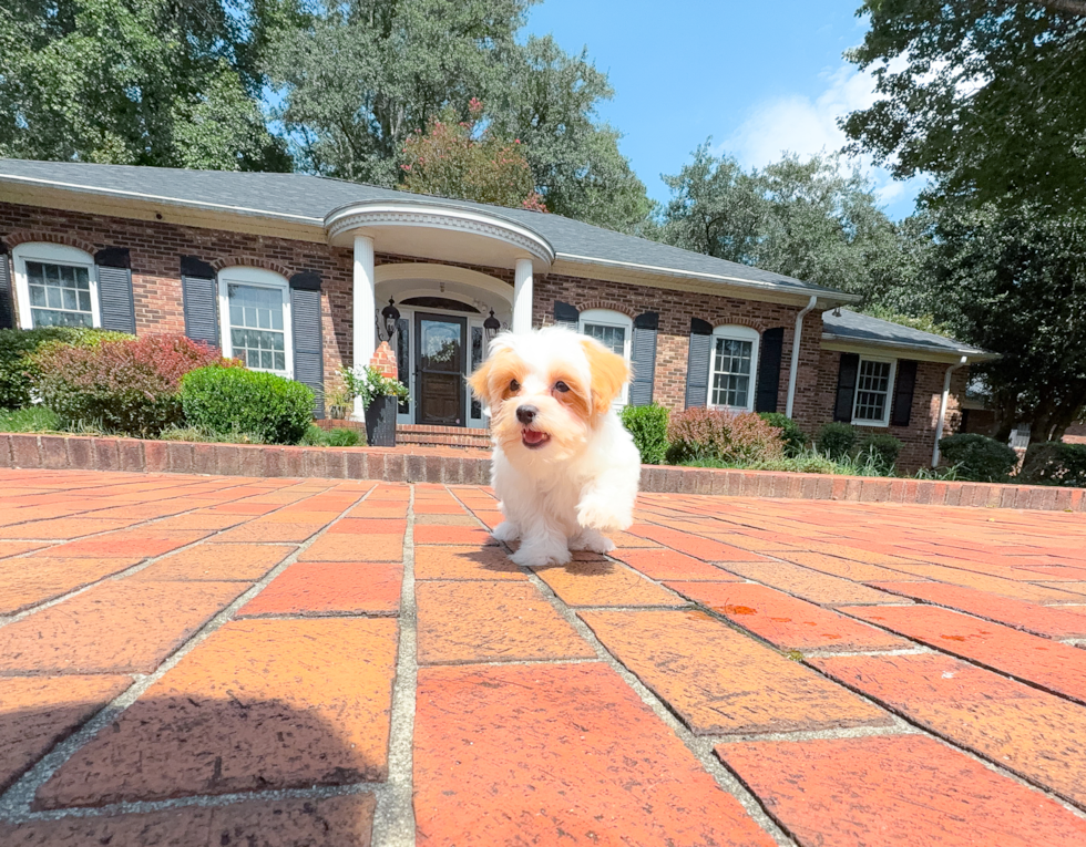 Cute Malt a Poo Poodle Mix Puppy