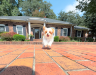13 week old Maltipoo Puppy For Sale - Simply Southern Pups