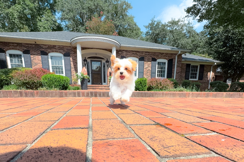 12 week old Maltipoo Puppy For Sale - Simply Southern Pups