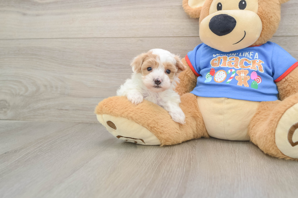 Popular Maltipoo Poodle Mix Pup