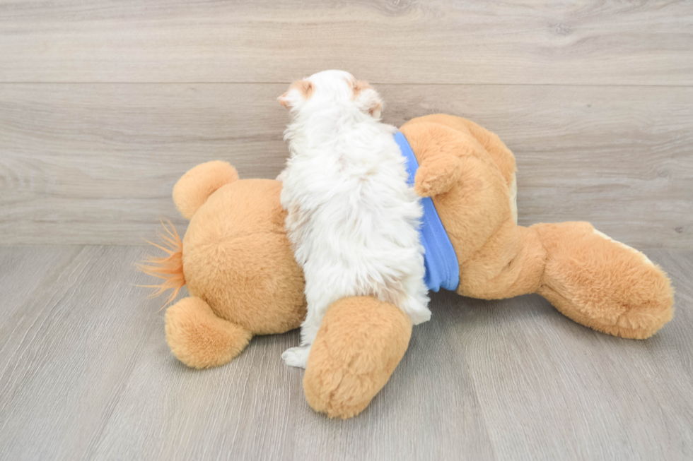 Maltipoo Puppy for Adoption