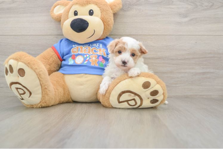 Maltipoo Pup Being Cute