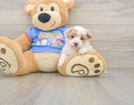 9 week old Maltipoo Puppy For Sale - Simply Southern Pups
