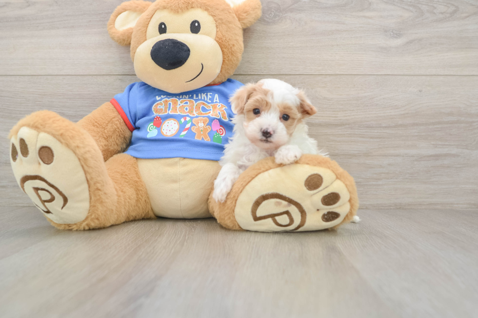 Maltipoo Pup Being Cute
