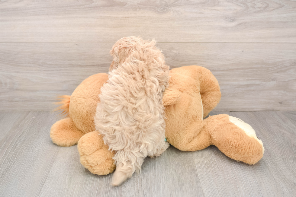 Maltipoo Puppy for Adoption