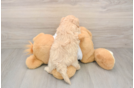 Small Maltipoo Baby