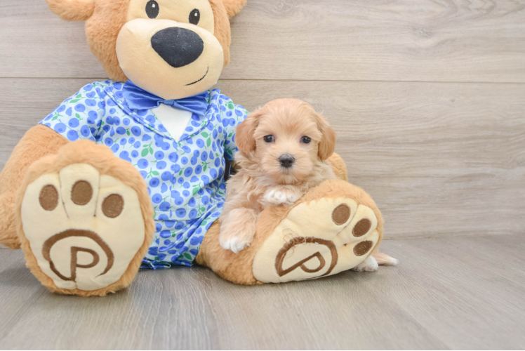 Maltipoo Puppy for Adoption