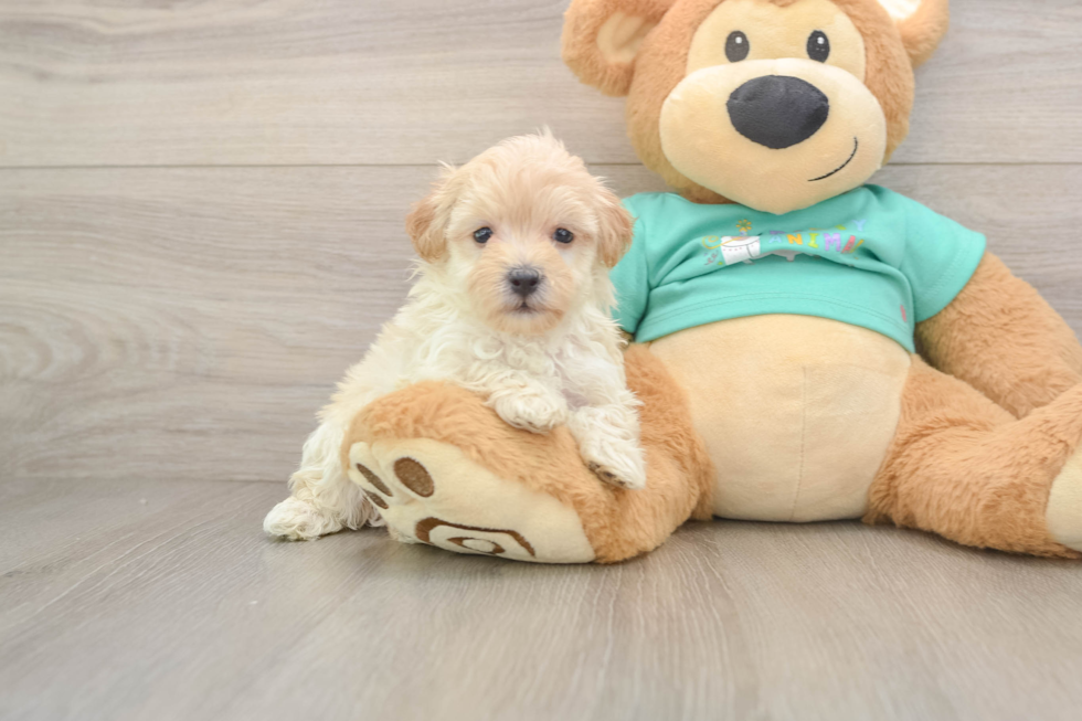 Adorable Moodle Poodle Mix Puppy