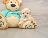 8 week old Maltipoo Puppy For Sale - Simply Southern Pups