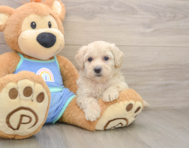 7 week old Maltipoo Puppy For Sale - Simply Southern Pups