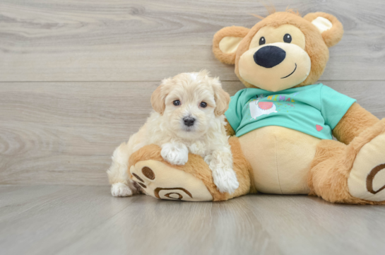 Best Maltipoo Baby