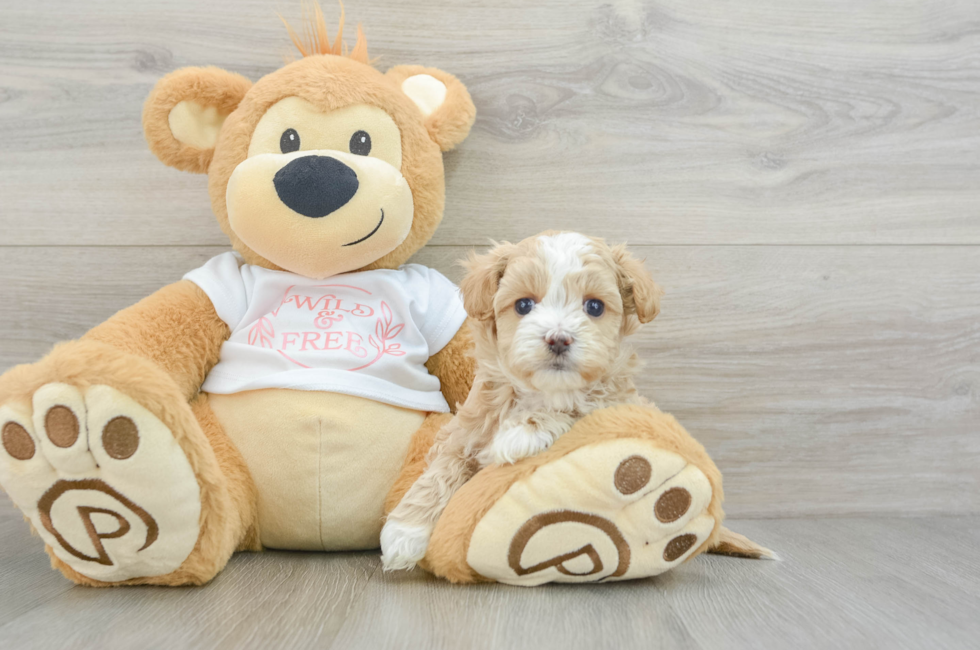 6 week old Maltipoo Puppy For Sale - Simply Southern Pups