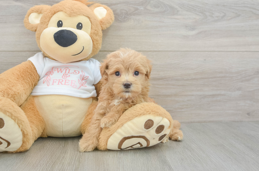 6 week old Maltipoo Puppy For Sale - Simply Southern Pups