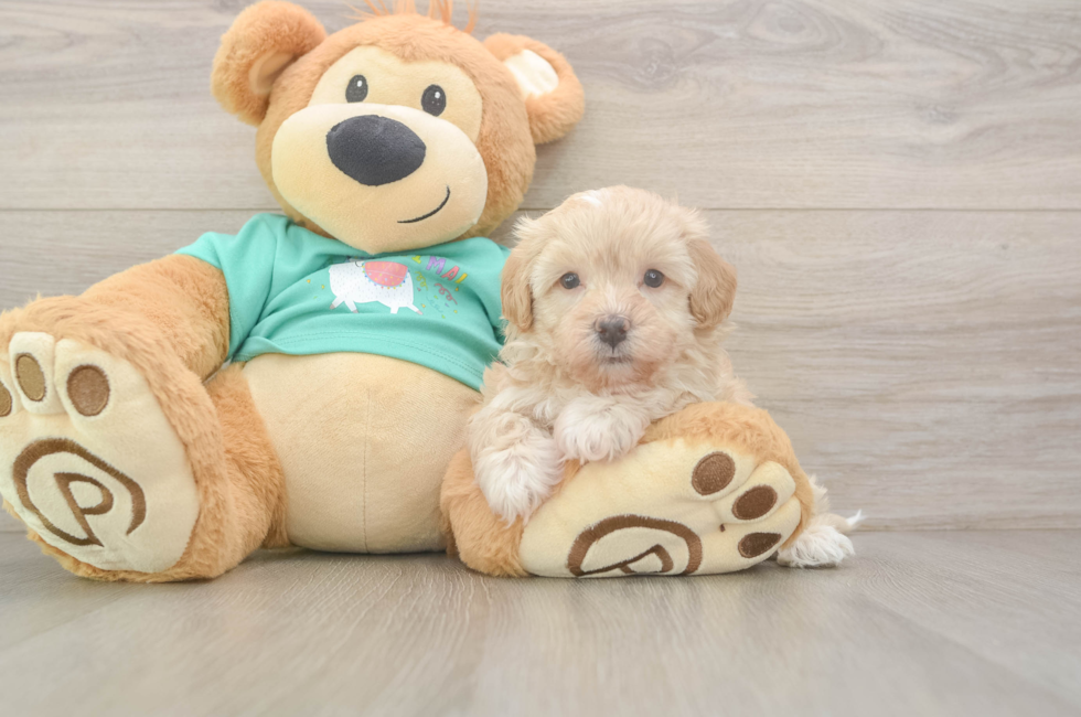 7 week old Maltipoo Puppy For Sale - Simply Southern Pups