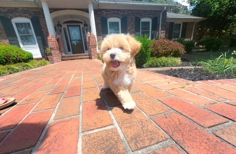 Cute Maltipoo Baby