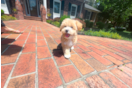 Cute Maltipoo Poodle Mix Pup