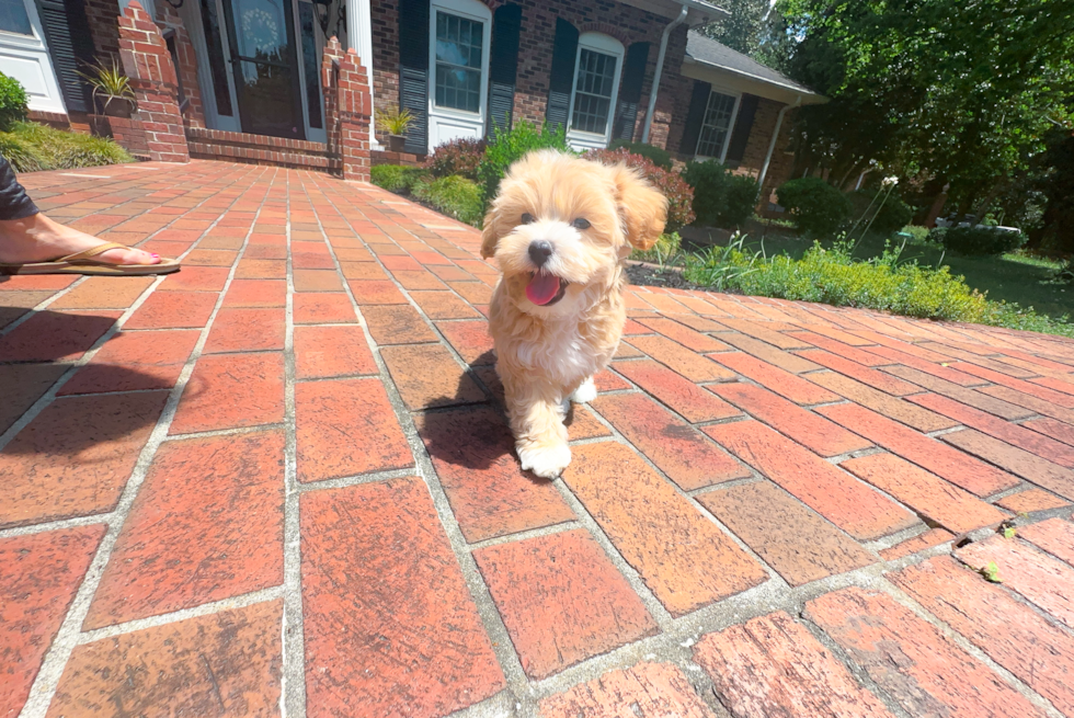 Cute Maltipoo Poodle Mix Pup