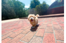Maltipoo Puppy for Adoption
