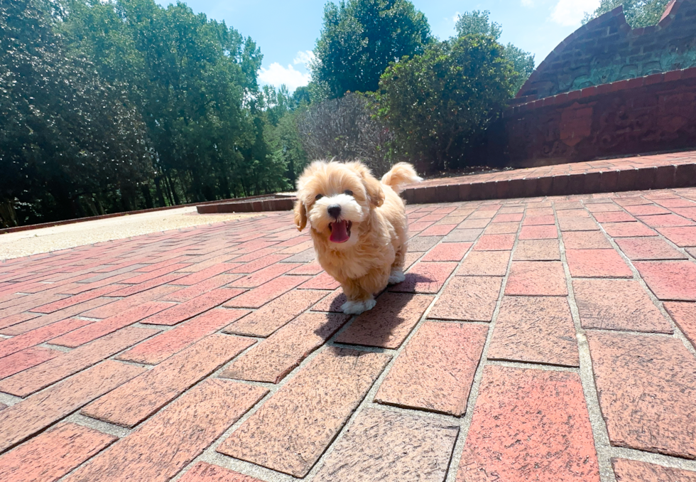 Maltipoo Puppy for Adoption