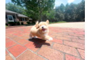 Best Maltipoo Baby