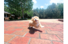 Best Maltipoo Baby