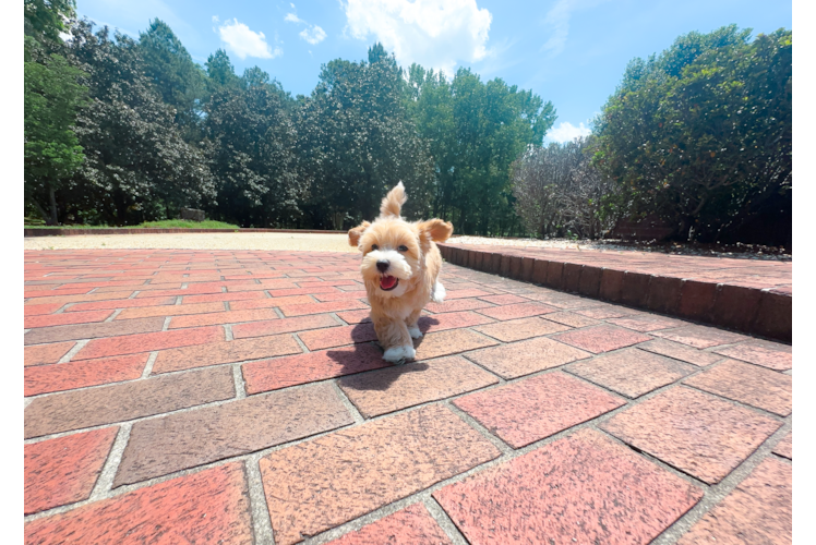 Maltipoo Puppy for Adoption