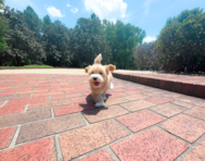 9 week old Maltipoo Puppy For Sale - Simply Southern Pups