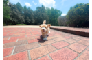 Maltipoo Puppy for Adoption