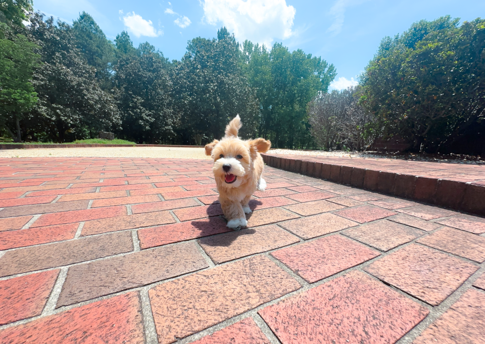 Maltipoo Puppy for Adoption