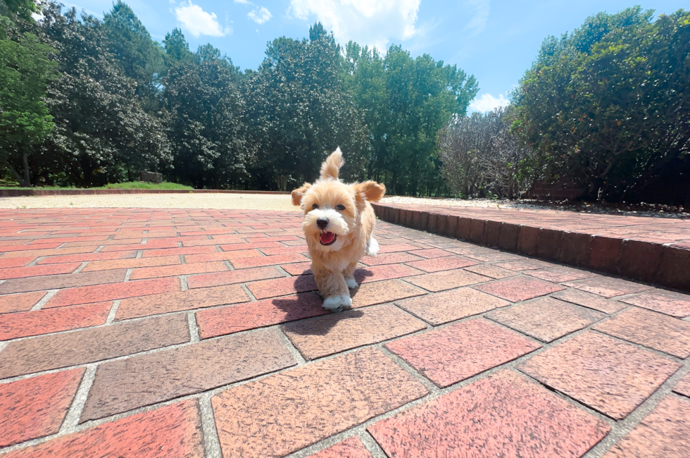 9 week old Maltipoo Puppy For Sale - Simply Southern Pups